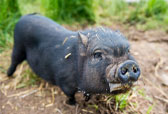 Wilbur the pig