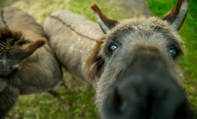 Petting zoo - donkey